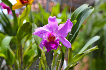 Beautiful orchid flowers in the garden