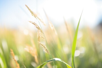 closeup of switchgrass, a biofuel crop, in the sun