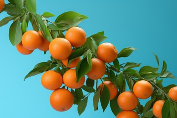 Orange fruits with leaves. Fresh fruit orange slices on colored background top view copy space. Copy-space with mixed citrusses on table. Close up of fresh organic mandarins.