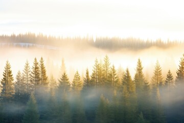 mist hanging over a silent, early morning coniferous forest