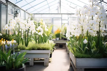 Fototapeten array of orchids in a greenhouse with humidity controls © altitudevisual