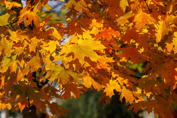 yellow leaves on the tree, autumn