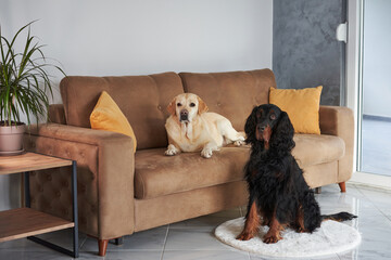 A contented Labrador reclines on a couch while a Gordon Setter sits on the floor, both exuding a...
