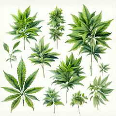 Watercolor illustration. Big set of cannabis on a white background.
