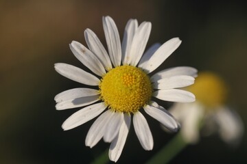 daisy flower closeup