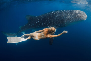 Slim woman swims with Giant whale shark in blue ocean. Shark underwater and beautiful lady