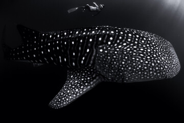 Underwater view of woman swimming with giant whale shark in sea