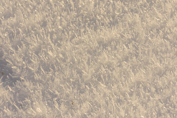 grass in the snow