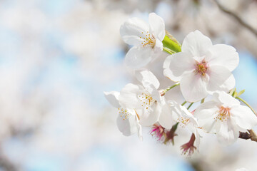 桜