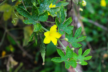Bitter gourd leaves and flower close-up view 