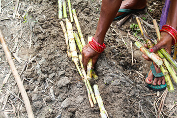 Woman Planting sugarcane in soil on filed 