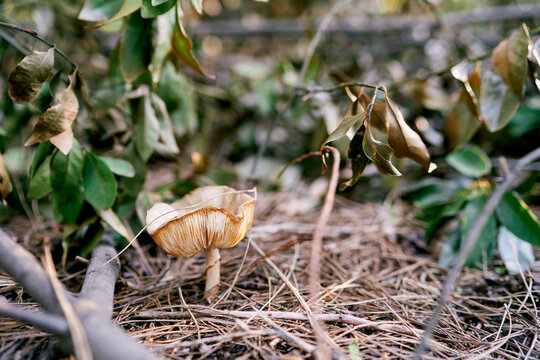 Large lepiota mushroom grows in the forest among dry leaves