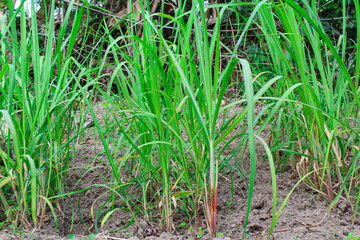 Sugarcane plants growing up at field 