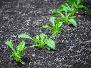 Young lettuce growing in the field
