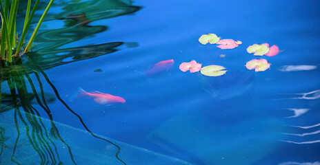 Fototapeta na wymiar Goldfish swimming in the pond with water lily