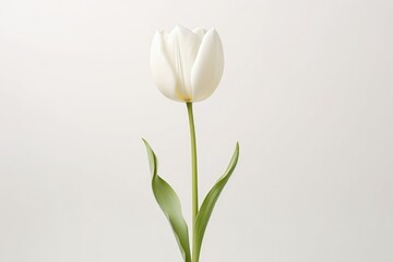 Tulip on white background - obrazy, fototapety, plakaty
