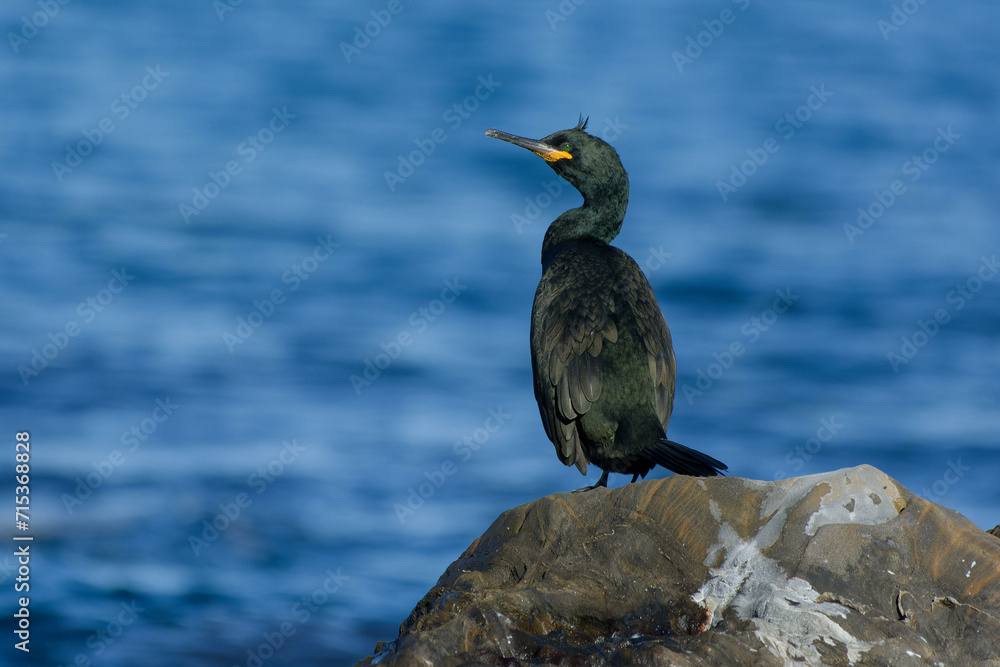 Sticker European Shag (Phalacrocorax aristotelis desmaretii)