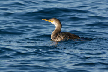 Juvenile European Shag (Phalacrocorax aristotelis desmaretii) swimming