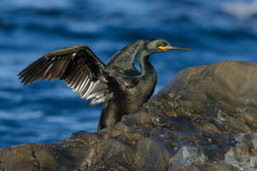 European Shag (Phalacrocorax aristotelis desmaretii)