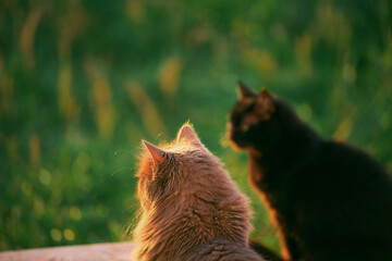 A furry feline friend relaxes in the meadow and stares at the sunset with its whiskers and ears perked up.