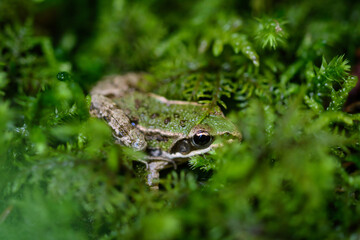 Kleiner grüner Waldfrosch versteckt sich im Moos. Makro Foto eines Frosch