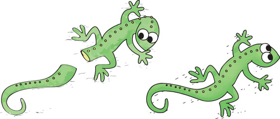 Lizzard renewing its severed tail, regeneration.