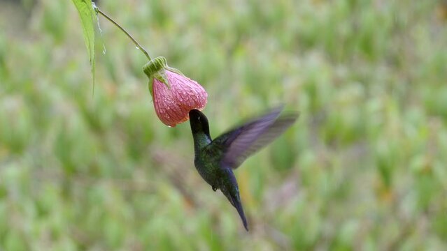 Magnificent Hummingbird (Eugenes fulgens)  feeding on a Abutilon pictum flower, Costa Rica