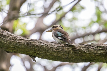 Laughing Kookaburra sitting on Branch of a Tree, Queensland; Australia.