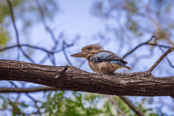 Blue-winged Kookaburra sitting on Branch of a Tree, Queensland; Australia.