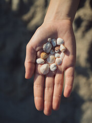 Vertical close up of a female hand holding beautiful delicate sea shells against sand backdrop.