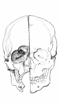Skull. Section. Based on drawing of Leonardo da Vinci. Black and white hand draw time lapse linear sketch art