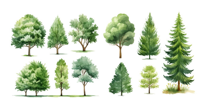 Set of trees. Watercolor hand drawn illustration isolated on white background.