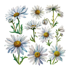 Fototapeta premium Watercolor daisies set. Hand drawn illustration isolated on white background