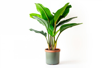 Potted banana plant isolated on white background. Generated Ai