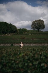 Asian woman in the rural fields near Mount Fuji, checking tea leaves for quality in a serene and scenic morning. A blend of nature, growth, and traditional matcha.