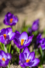 Group of Blossoming Lilac Crocus Flowers.