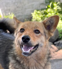 portrait of a cheerful dog