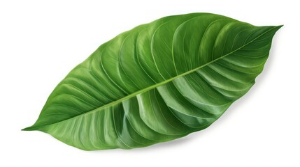 green leaf isolated on a white background