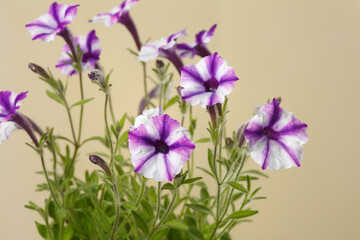 Naklejka na ściany i meble White-purple petunia flowers isolated on beige background.