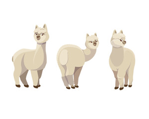 Vector illustration of a set of alpacas. Light alpacas stand in different poses on a white background. Funny Mammalian Llamas Stock Vector