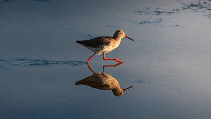 Ave aquática a caminhar na água rasa de manhã