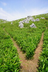山口県秋吉台　Akiyoshidai
