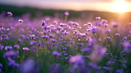 Fototapeta premium Purple flowers growing on field