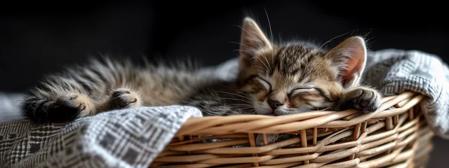 Fotobehang a little cat is sleeping in a basket. Close-up © Anna