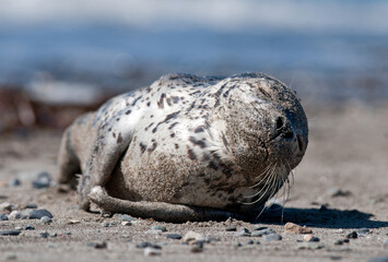 sea lion on the beach