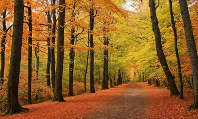 Autumn forest path