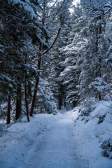 Winter Landscape Forest walk with icy temperatures 