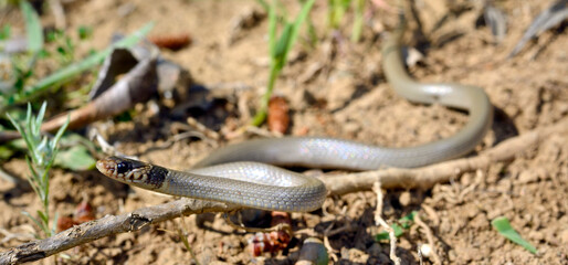 Kopfbinden-Zwergnatter // Ring-headed dwarf snake (Eirenis modestus) - Dalyan, Türkei