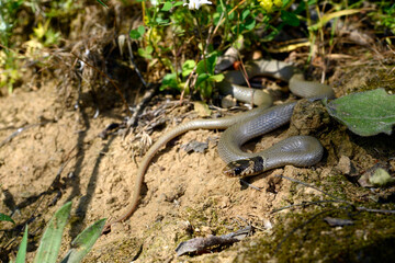 Ring-headed dwarf snake // Kopfbinden-Zwergnatter (Eirenis modestus) - Dalyan, Turkey