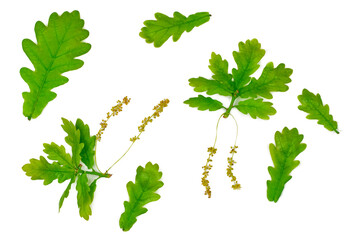 Oak leaves isolated on a white background, top view